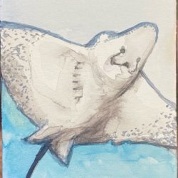 M is for Manta Ray.jpeg