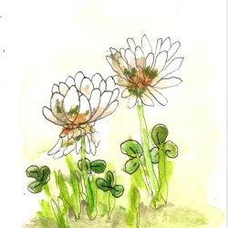 White Clover