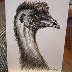 Sargent Emu.jpg
