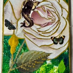 Rose Siren