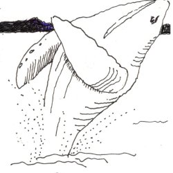 Breaching Humpback Whale in Baja California