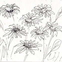 Daisys black line drawing