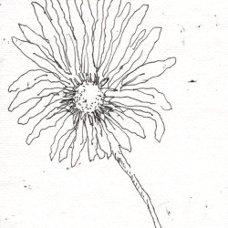 Single Daisy black line drawing