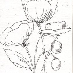 Poppies Black line drawing