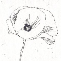 Single Poppy black line drawing