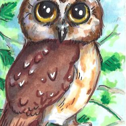 Northern Saw-Whet Owl