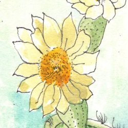 Saguaro Blossoms 2
