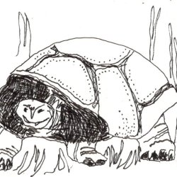 Galapagos Giant Tortoise