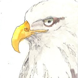 Bald Eagle 1