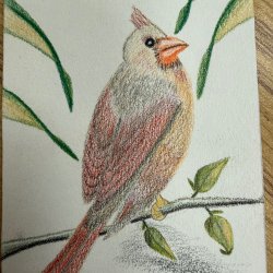 Lady Cardinal