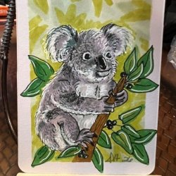 koala.jpg