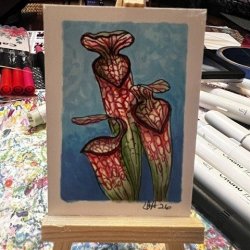 pitcher plant.jpg