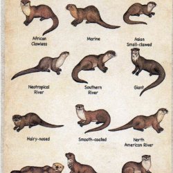 Animal parade - M, N, O 4/4 (open)