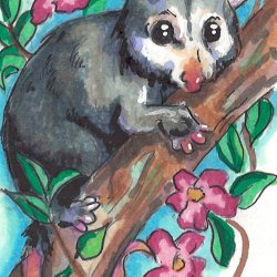 Possum