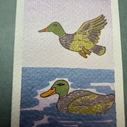 Mallards