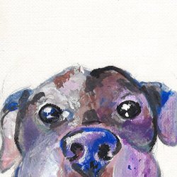 Hello, Pittie