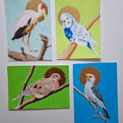 Yellow billed Stork, Budgie, Zenaida dove, Yucatan woodpecker
