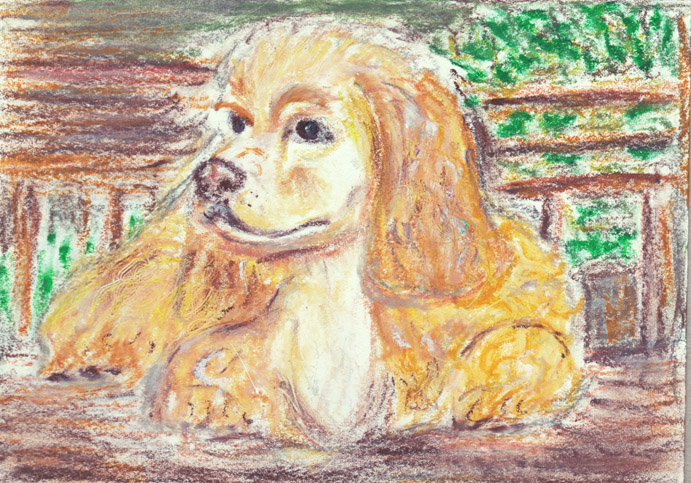 #10 - American Cocker Spaniel - Dog Breed Project