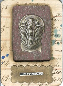#1193 Dikelocephalus Speciman  Card #1