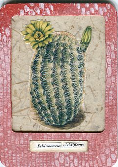 #1196  Echinocereus viridiflorus (Hen and Chicks)  Speciman Card #4