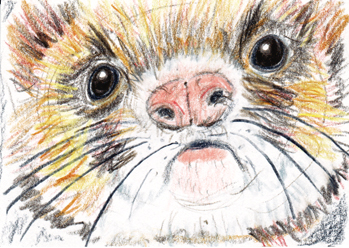 #17 - Ferret!  Dina's Profile Swap