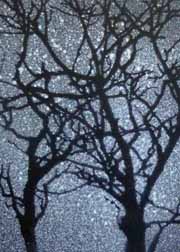 2015 July 1st Place Winner