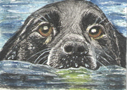 2017 April Monthly Contest Theme: Dogs - 2nd Place - McGillisJ