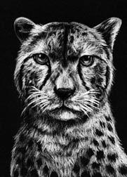 2017 January Monthly Contest 1st Place