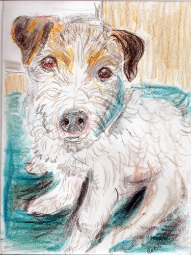 #21 - Hummer the JRT - Dog Breed Project