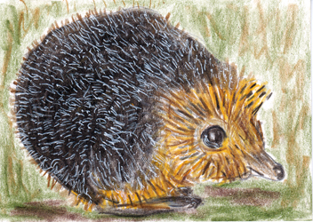 #38 - Hedgehog - May PAT