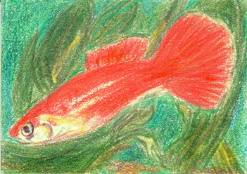 #54 - Guppy - Freshwater Fish Swap