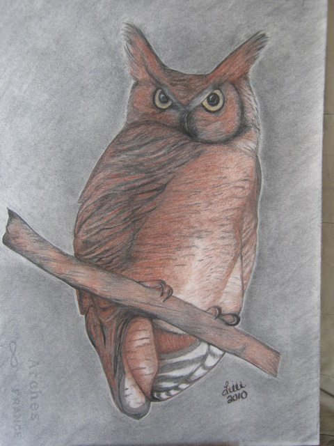 A few of my favorite birds