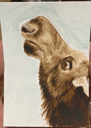 A moose? Where?.jpeg