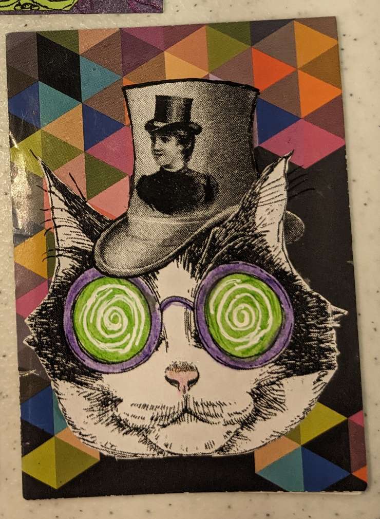 A Wild-Eyed Cat
