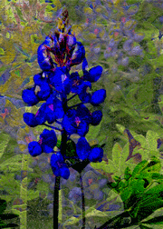 Altered Bluebonnets