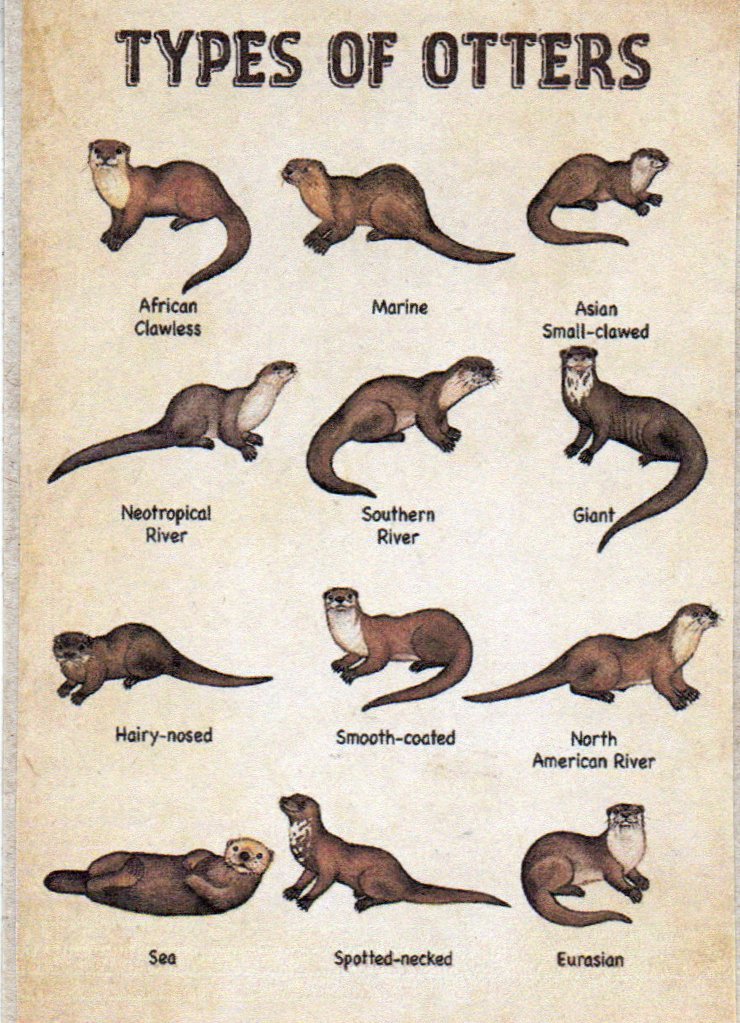 Animal parade - M, N, O 4/4 (open)