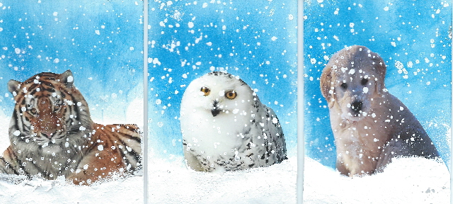 Animals In The Snow