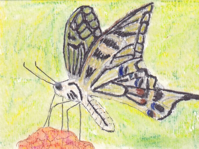 Animals of the Alphabet - Letter X - Cards