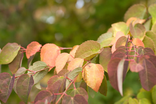 Autumn leaves