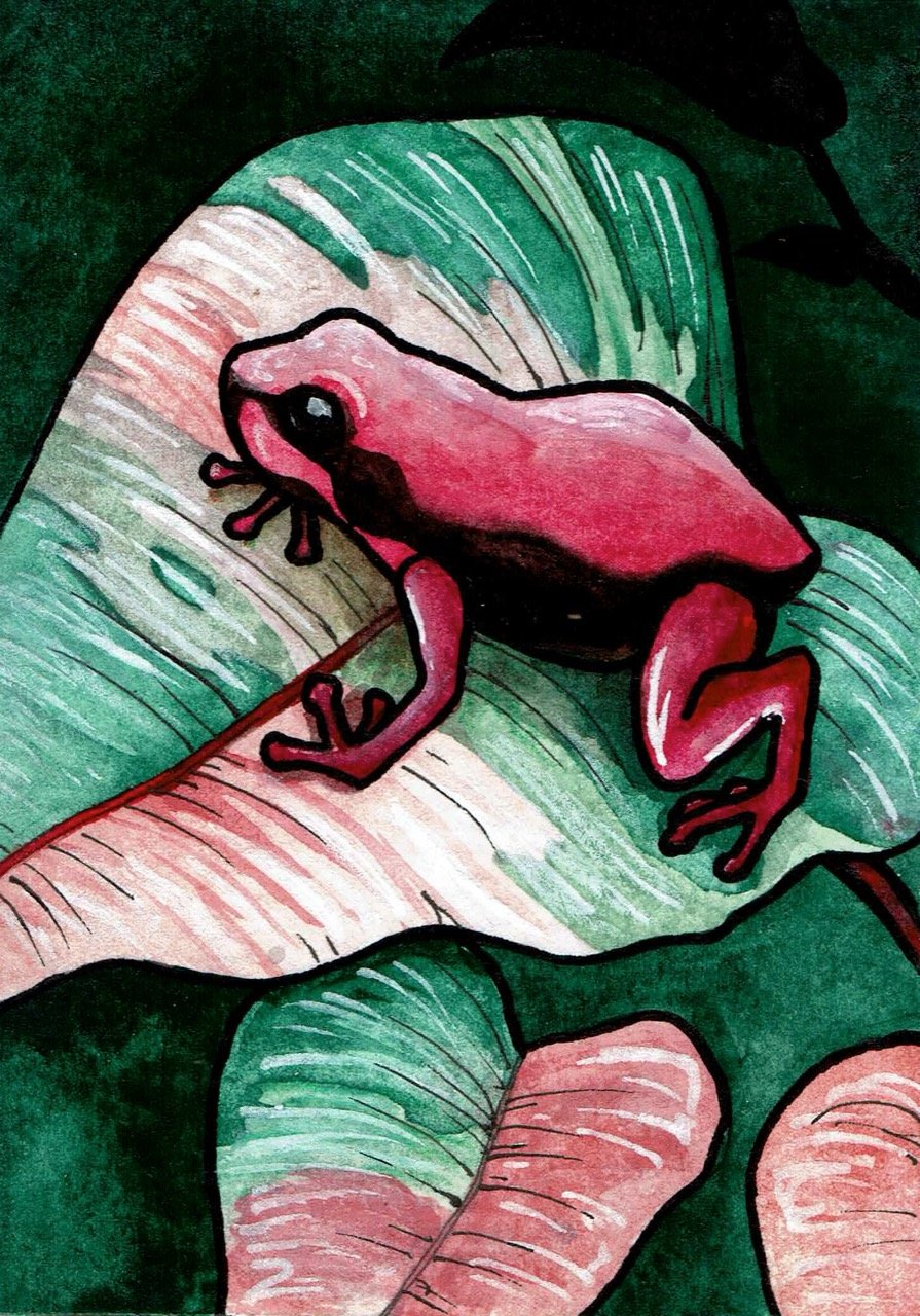 (Available) Dart Frog Time