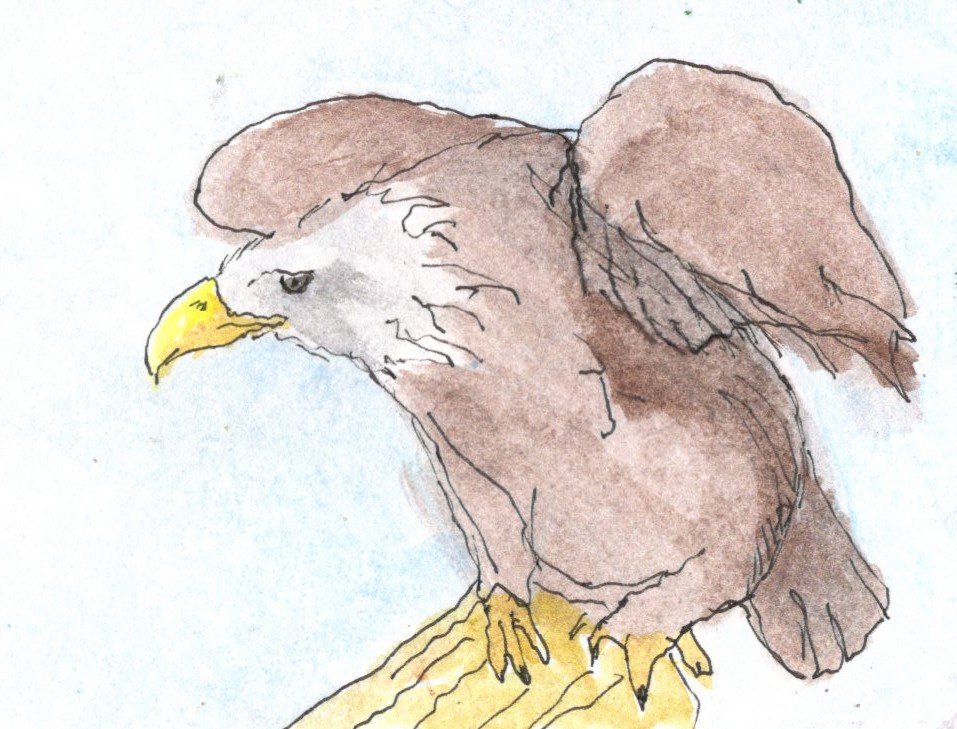 Bald Eagle 2