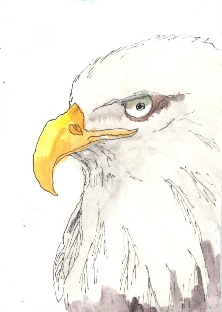 Bald Eagle