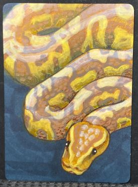 Banana Ball Python