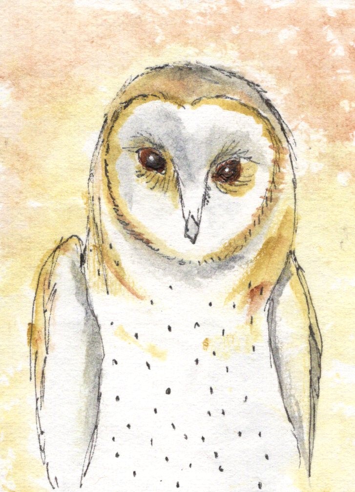 Barn Owl
