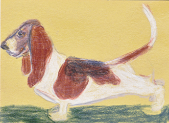 Bassett Hound Oct PAT