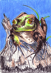 Beaver Pond Frog