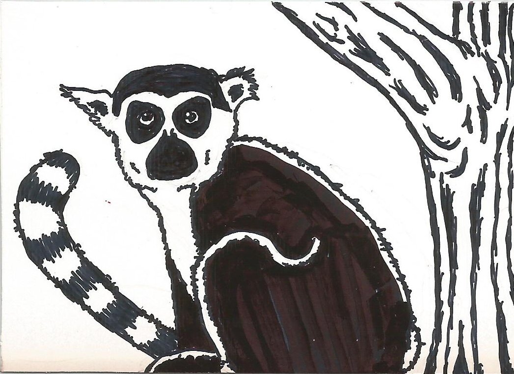 Because Lemurs Should Never Be Lonely