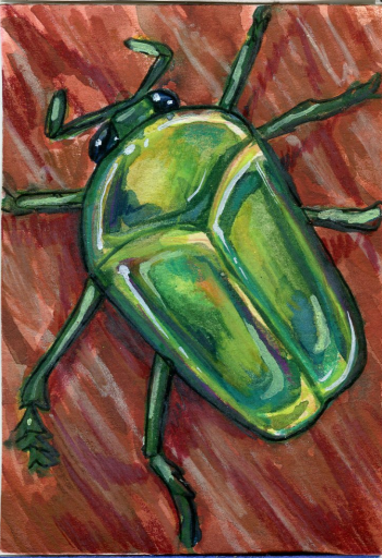 Beetle