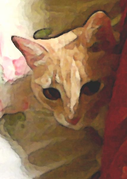 Biddles Under My Pillow I