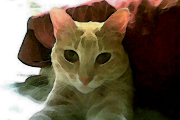 Biddles Under My Pillow II - Digital